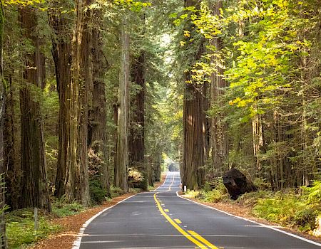 A winding road cuts through a dense forest of tall trees, dappled with sunlight, as the path recedes into the distance.
