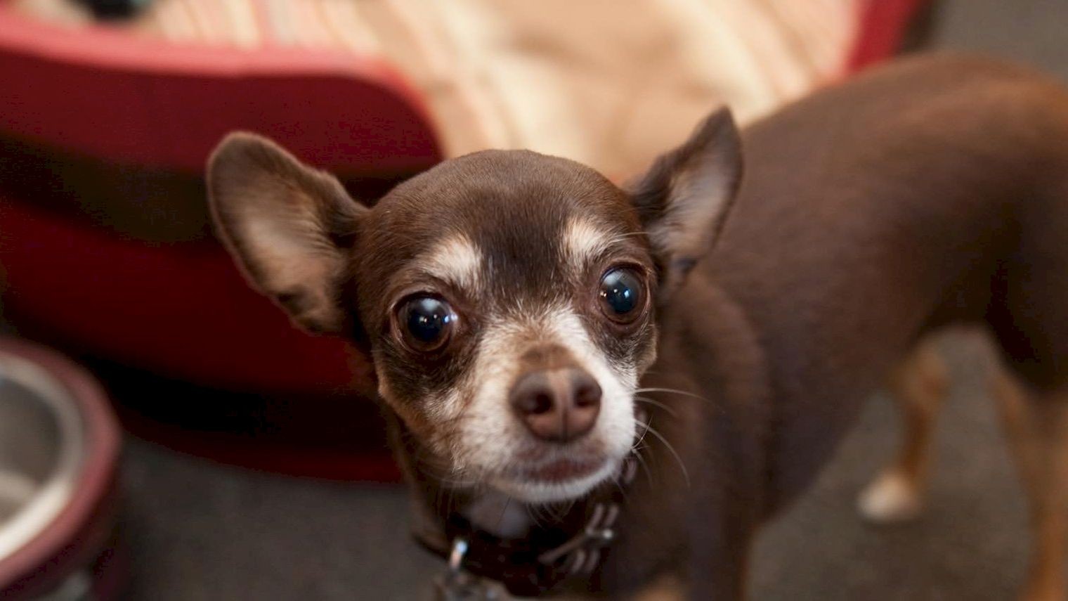 A small brown and white dog stands in front of a pet bed, next to a metal food bowl.
