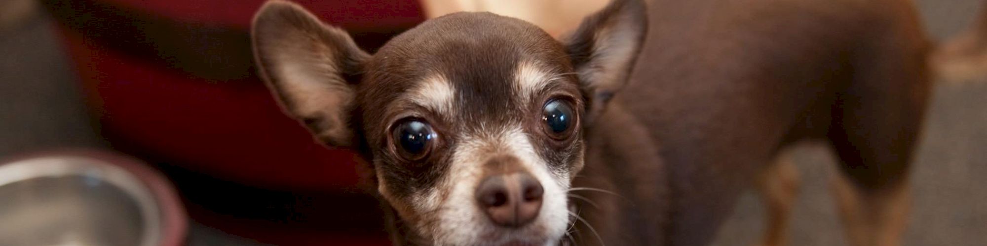 A small brown and white dog stands in front of a pet bed, next to a metal food bowl.