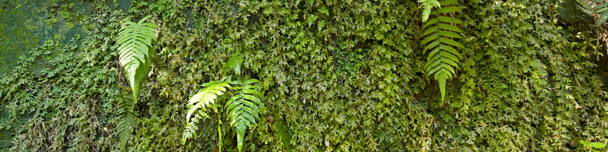 The image shows a lush wall covered with various types of green ferns and ivy, creating a dense and vibrant plant tapestry.