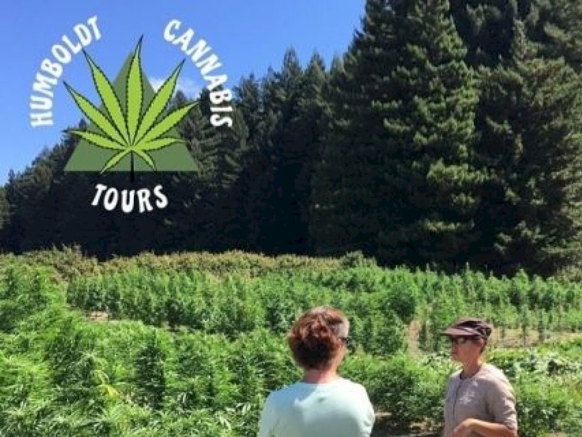 Three people are outside in front of a cannabis farm with trees, featuring the "Humboldt Cannabis Tours" logo on the top left.