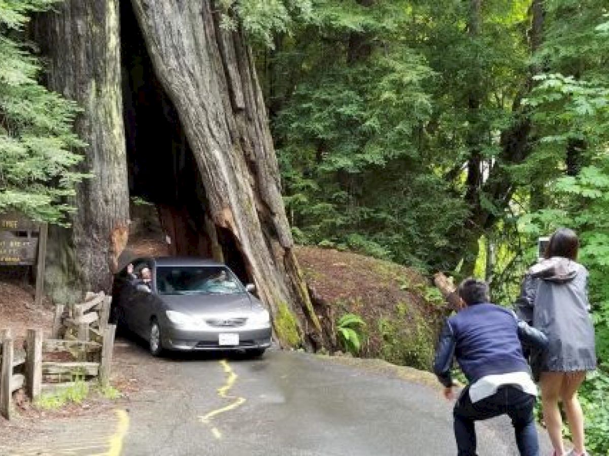 A car drives through a tunnel cut into a giant tree, while two people take photos to the side and others observe from inside the vehicle.