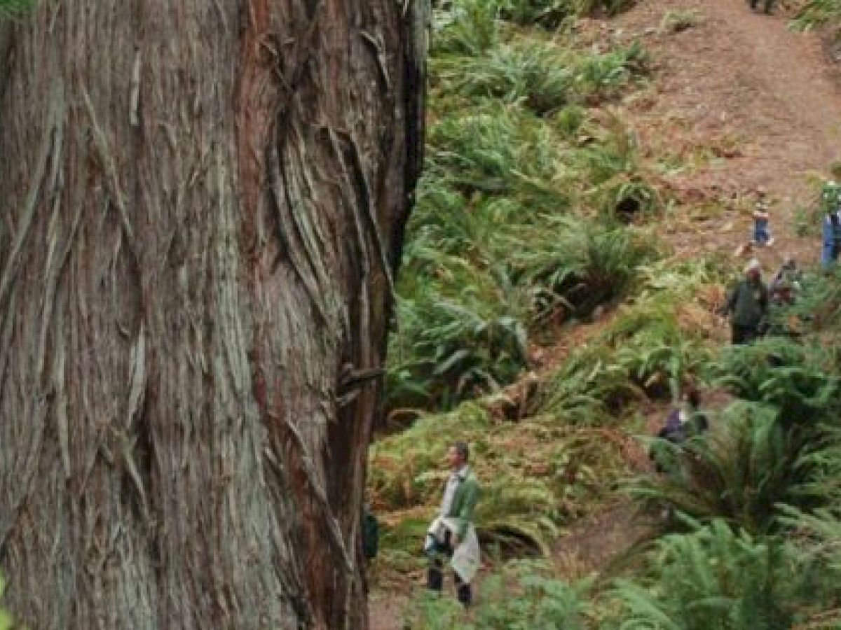 People are hiking along a forest trail surrounded by ferns and large trees.