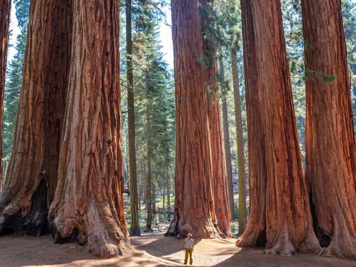 A person stands among towering redwood trees in a forest, showcasing the massive size of the trees compared to the individual.