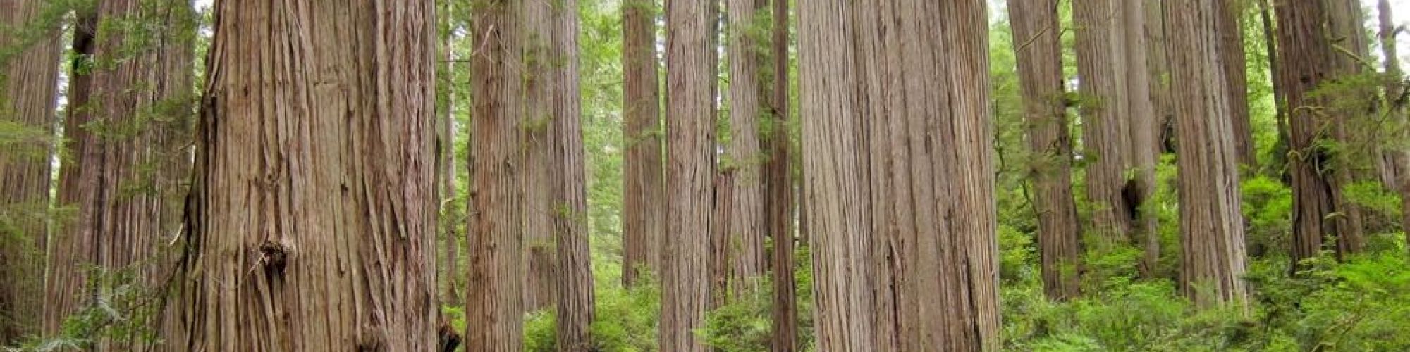 This image shows a dense forest with tall, straight trees, likely redwoods, surrounded by green foliage and undergrowth in a serene natural setting.