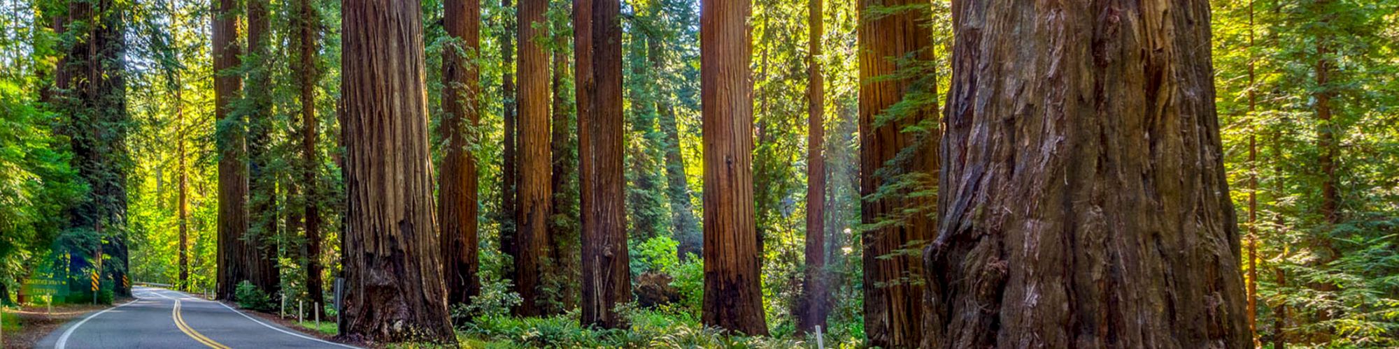 A winding road passes through a dense forest of towering redwood trees, with sunlight filtering through the foliage creating a serene ambiance.