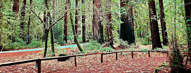 The Redwood Riverwalk, A Boutique Hotel