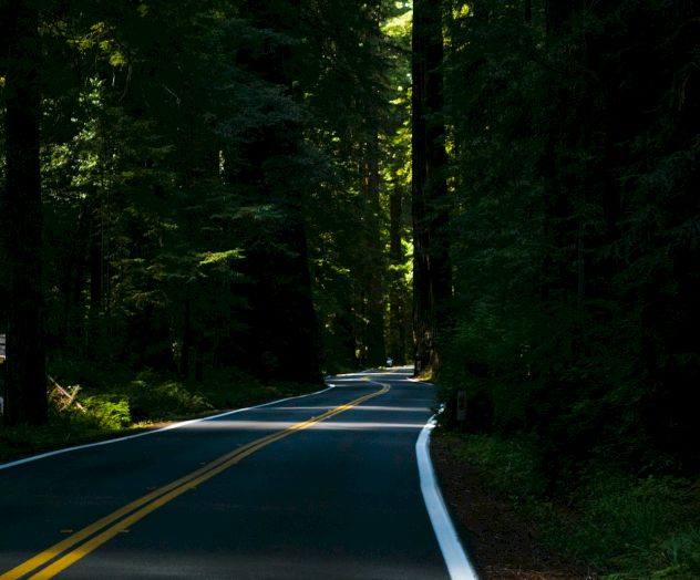 A winding road cuts through a dense, sun-dappled forest of tall trees, creating a scenic and serene natural landscape.