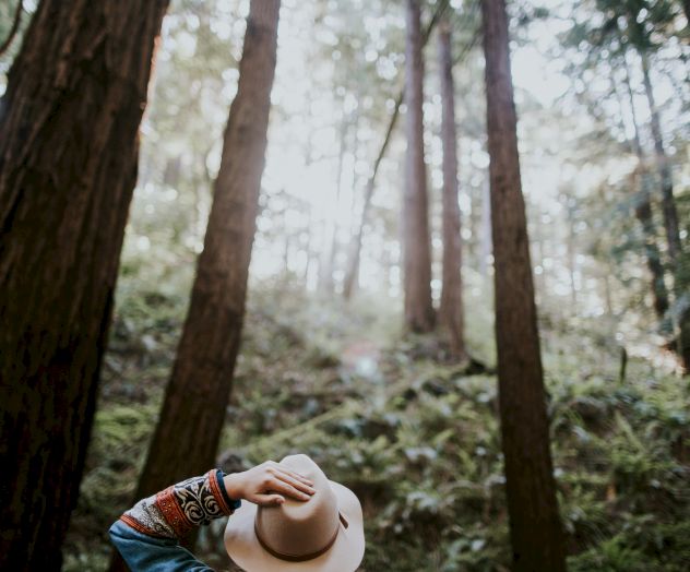 A person wearing a hat and a backpack is in a forest, looking up at the towering trees around them. Sunlight filters through the branches.