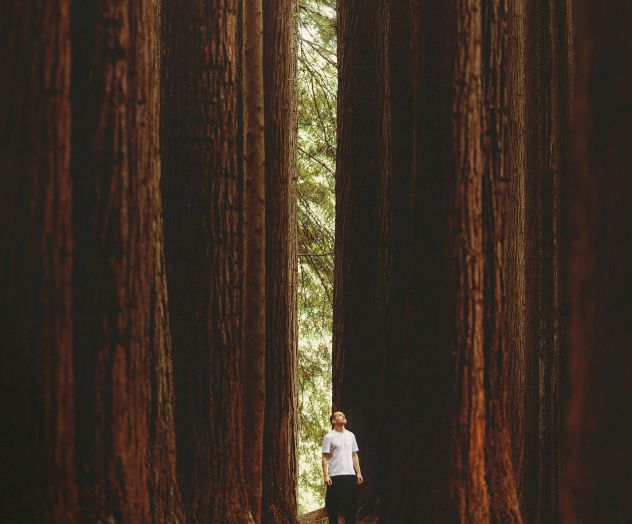 A person stands in a dense forest with towering trees around, looking up at the canopy.