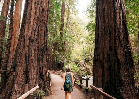 A person walks along a dirt path surrounded by tall redwood trees, with wooden railings on either side of the path in a forest setting.