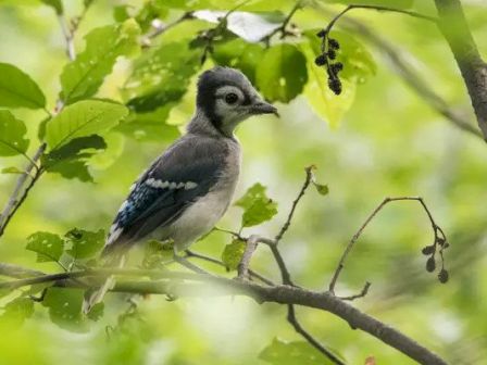 A small bird with blue, white, and black feathers perched on a tree branch amidst green leaves in a natural setting.