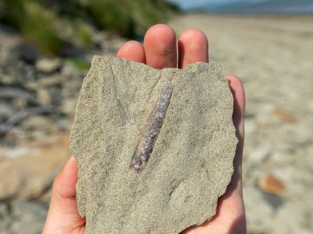 A hand holds a stone containing a long, slender fossil on a sandy beach with rocks and greenery in the background.