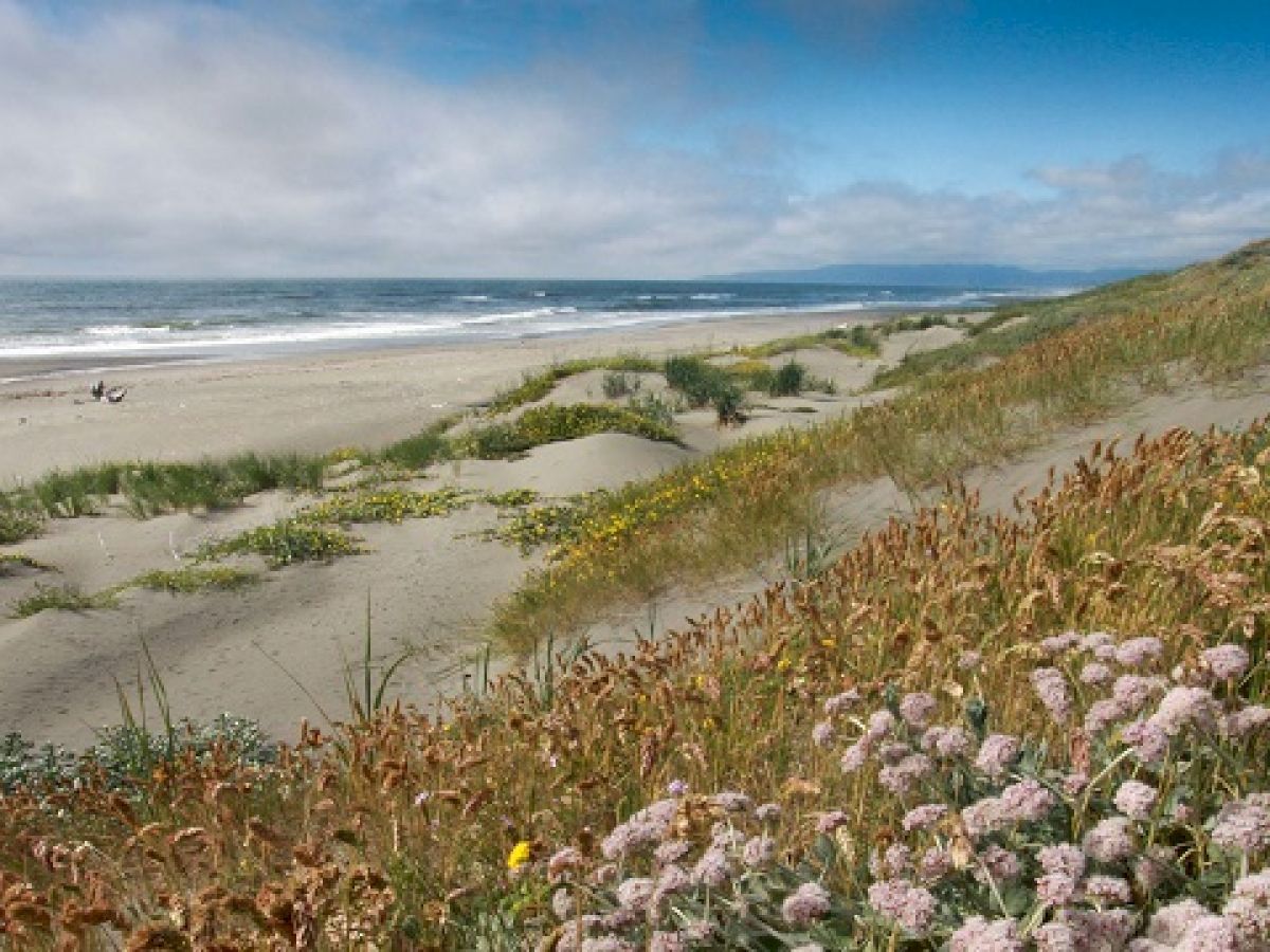 A serene coastal scene featuring sand dunes with various grasses and wildflowers, leading to a sandy beach and the ocean under a cloudy sky.