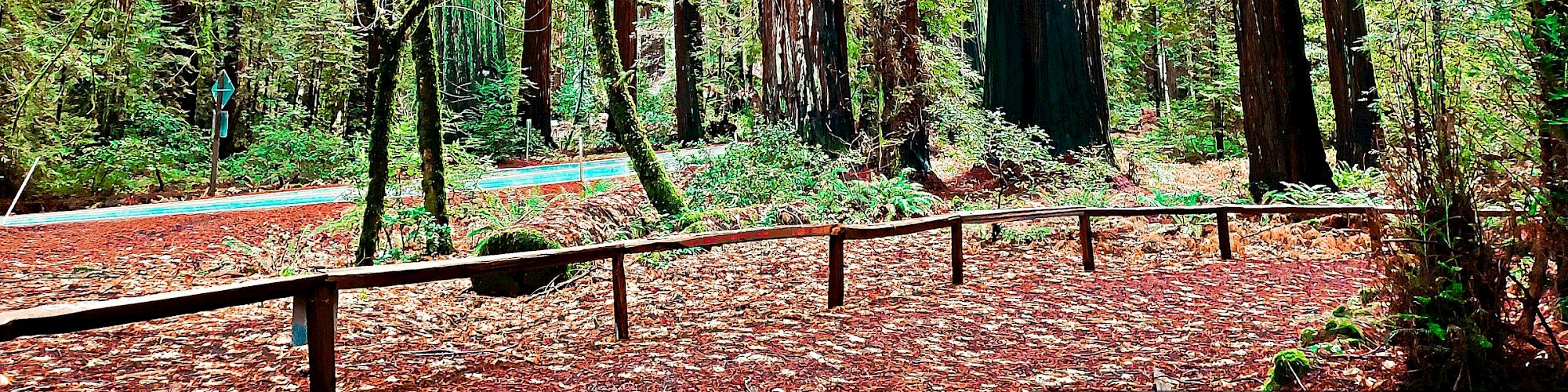 A lush forest scene with tall redwood trees, dense green foliage, and a rustic wooden fence lining a dirt pathway.