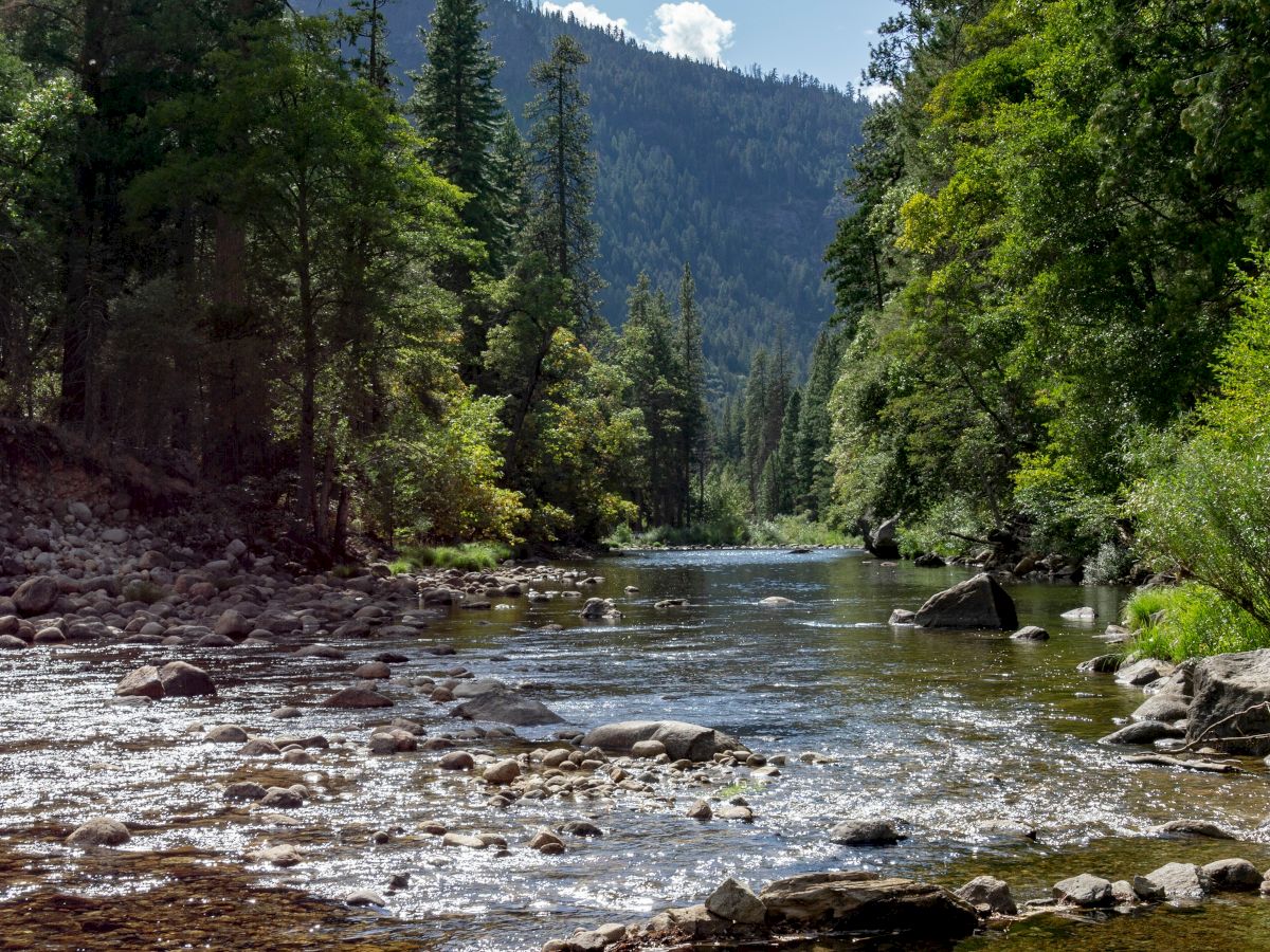 A serene river flows through a forested valley with tall trees and distant mountains under a clear blue sky.