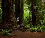 A person in a hoodie stands beside a massive tree in a lush, fern-filled forest; sunlight filters through tall trunks, creating a quiet scene.