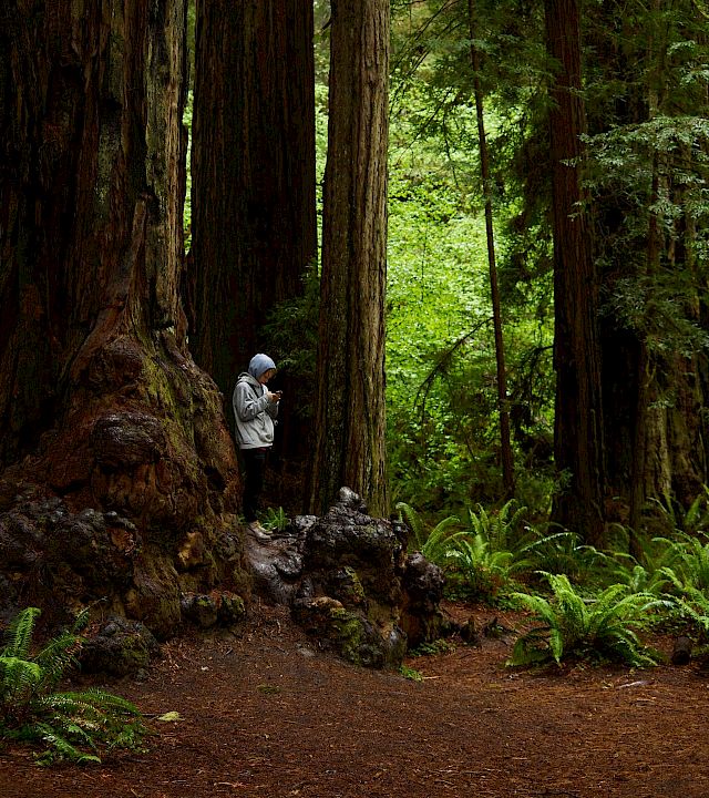 A person in a hoodie stands beside a massive tree in a lush, fern-filled forest; sunlight filters through tall trunks, creating a quiet scene.