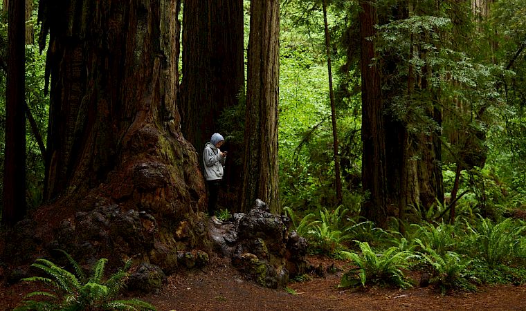 A person in a hoodie stands beside a massive tree in a lush, fern-filled forest; sunlight filters through tall trunks, creating a quiet scene.