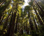 Tall trees in a dense forest, sunlight filtering through green leaves, creating a serene woodland canopy.