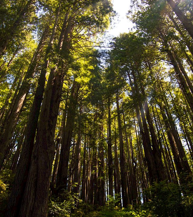 Tall trees in a dense forest, sunlight filtering through green leaves, creating a serene woodland canopy.
